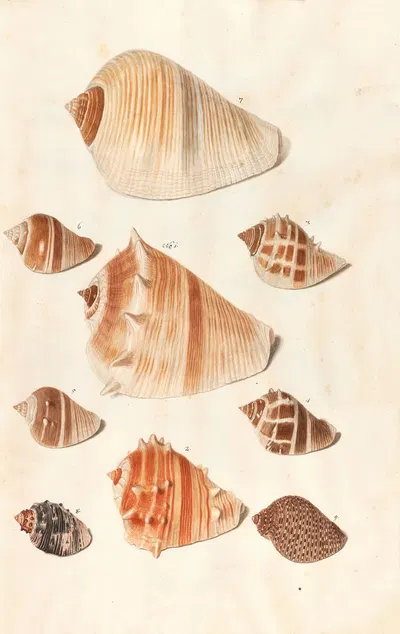 Shells from the collection of the Dukes of Württemberg Pl.10 by Johann Gustav Hoch, 1800 — digital art print download