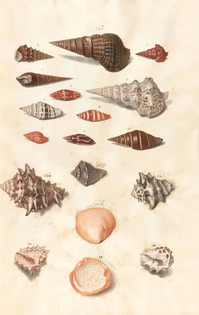 Shells from the collection of the Dukes of Württemberg Pl.11 by Johann Gustav Hoch, 1800 — digital art print download