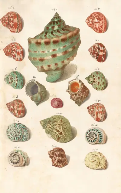 Shells from the collection of the Dukes of Württemberg Pl.12 by Johann Gustav Hoch, 1800 — digital art print download