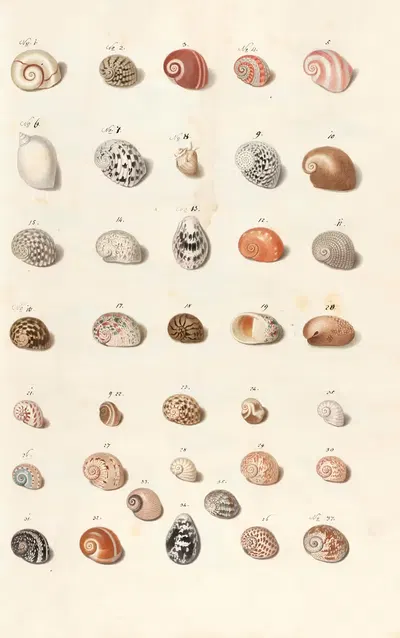 Shells from the collection of the Dukes of Württemberg Pl.13 by Johann Gustav Hoch, 1800 — digital art print download