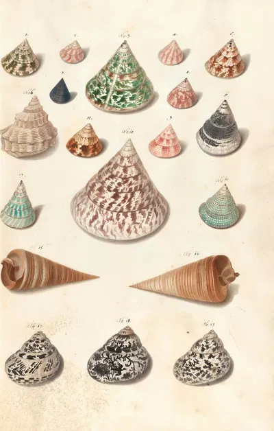 Shells from the collection of the Dukes of Württemberg Pl.15 by Johann Gustav Hoch, 1800 — digital art print download