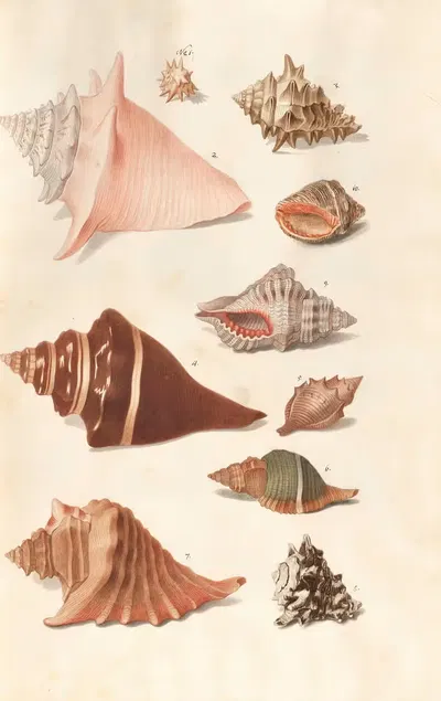 Shells from the collection of the Dukes of Württemberg Pl.16 by Johann Gustav Hoch, 1800 — digital art print download