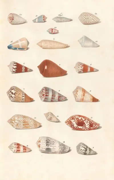 Shells from the collection of the Dukes of Württemberg Pl.17 by Johann Gustav Hoch, 1800 — digital art print download