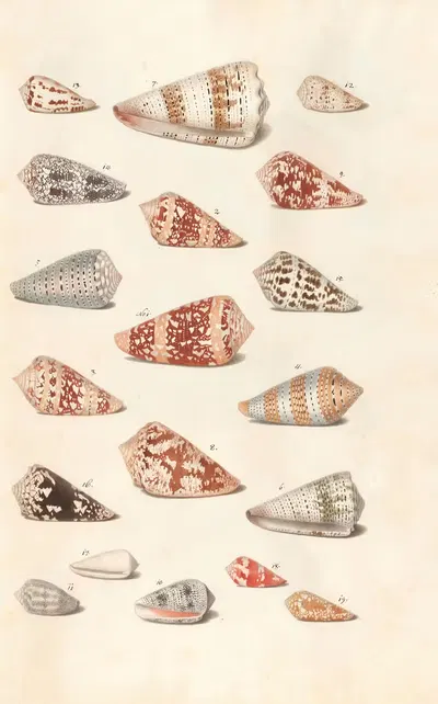 Shells from the collection of the Dukes of Württemberg Pl.18 by Johann Gustav Hoch, 1800 — digital art print download