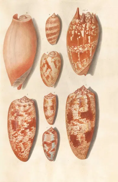 Shells from the collection of the Dukes of Württemberg Pl.20 by Johann Gustav Hoch, 1800 — digital art print download