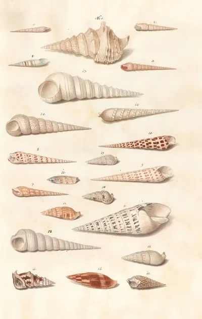 Shells from the collection of the Dukes of Württemberg Pl.21 by Johann Gustav Hoch, 1800 — digital art print download