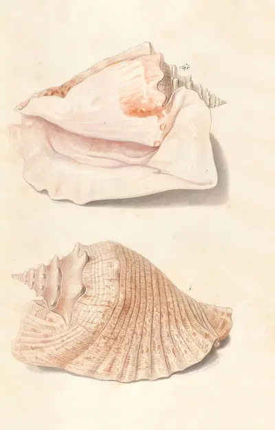 Shells from the collection of the Dukes of Württemberg Pl.22 by Johann Gustav Hoch, 1800 — digital art print download