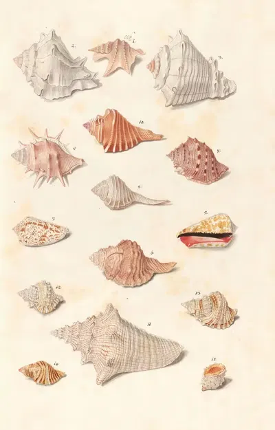 Shells from the collection of the Dukes of Württemberg Pl.23 by Johann Gustav Hoch, 1800 — digital art print download