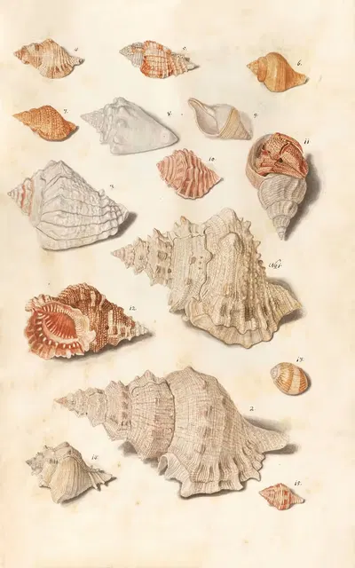 Shells from the collection of the Dukes of Württemberg Pl.25 by Johann Gustav Hoch, 1800 — digital art print download
