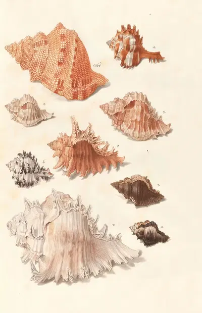 Shells from the collection of the Dukes of Württemberg Pl.26 by Johann Gustav Hoch, 1800 — digital art print download
