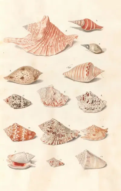 Shells from the collection of the Dukes of Württemberg Pl.27 by Johann Gustav Hoch, 1800 — digital art print download