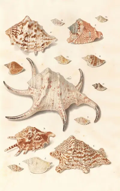 Shells from the collection of the Dukes of Württemberg Pl.28 by Johann Gustav Hoch, 1800 — digital art print download