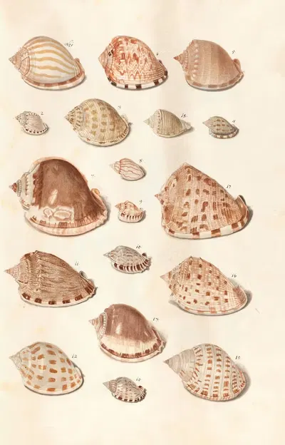 Shells from the collection of the Dukes of Württemberg Pl.30 by Johann Gustav Hoch, 1800 — digital art print download