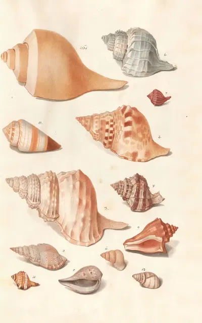 Shells from the collection of the Dukes of Württemberg Pl.31 by Johann Gustav Hoch, 1800 — digital art print download