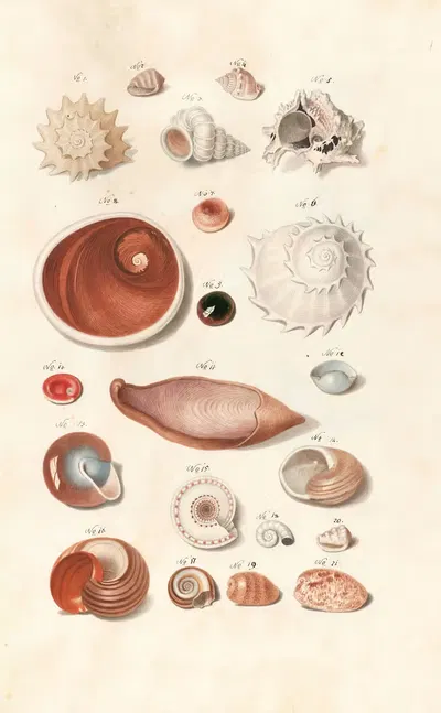 Shells from the collection of the Dukes of Württemberg Pl.32 by Johann Gustav Hoch, 1800 — digital art print download