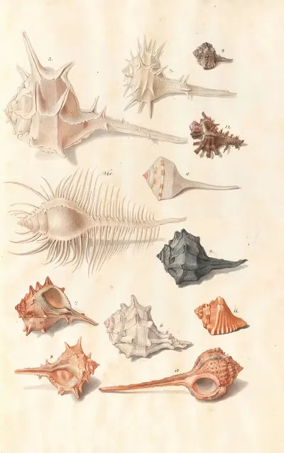 Shells from the collection of the Dukes of Württemberg Pl.33 by Johann Gustav Hoch, 1800 — digital art print download