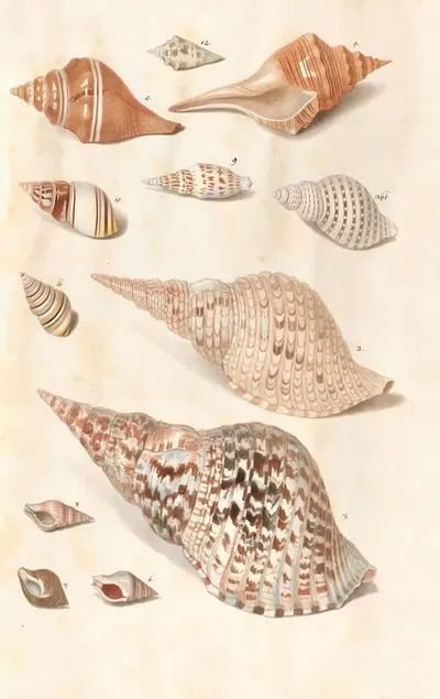 Shells from the collection of the Dukes of Württemberg Pl.35 by Johann Gustav Hoch, 1800 — digital art print download