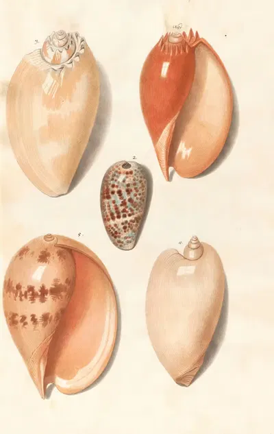 Shells from the collection of the Dukes of Württemberg Pl.36 by Johann Gustav Hoch, 1800 — digital art print download