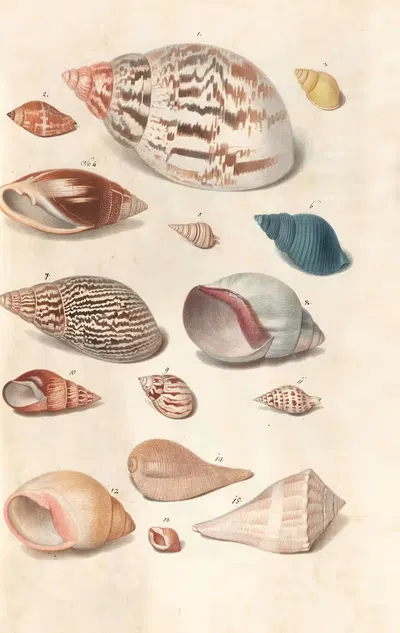 Shells from the collection of the Dukes of Württemberg Pl.37 by Johann Gustav Hoch, 1800 — digital art print download