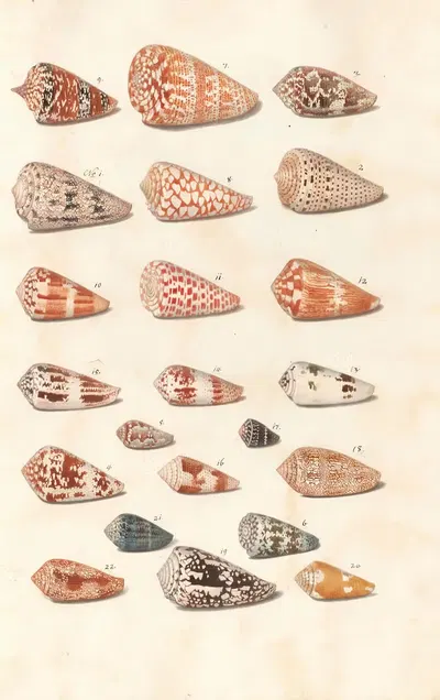 Shells from the collection of the Dukes of Württemberg Pl.38 by Johann Gustav Hoch, 1800 — digital art print download