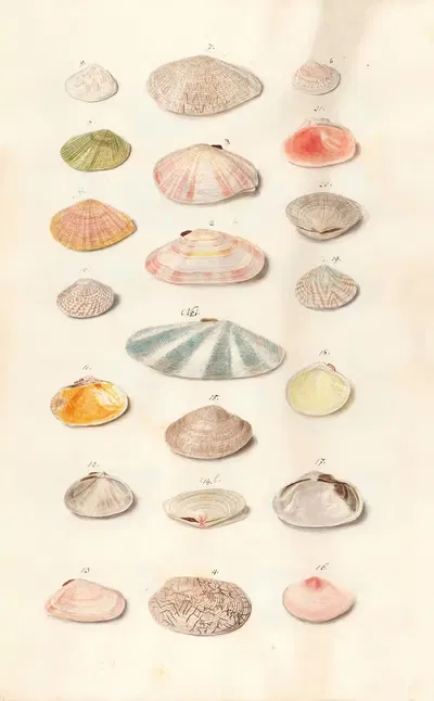 Shells from the collection of the Dukes of Württemberg Pl.41 by Johann Gustav Hoch, 1800 — digital art print download