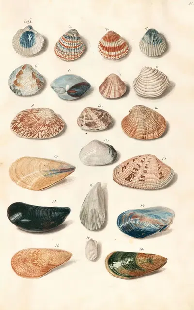 Shells from the collection of the Dukes of Württemberg Pl.42 by Johann Gustav Hoch, 1800 — digital art print download