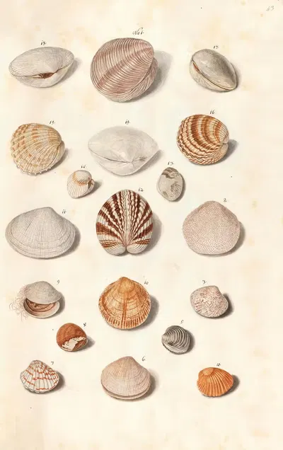 Shells from the collection of the Dukes of Württemberg Pl.43 by Johann Gustav Hoch, 1800 — digital art print download