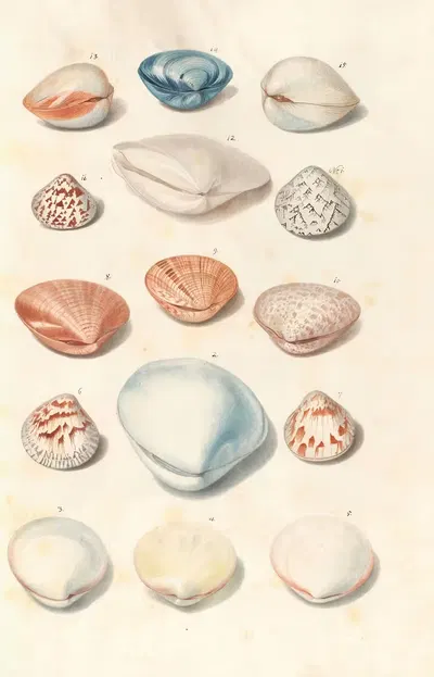 Shells from the collection of the Dukes of Württemberg Pl.45 by Johann Gustav Hoch, 1800 — digital art print download
