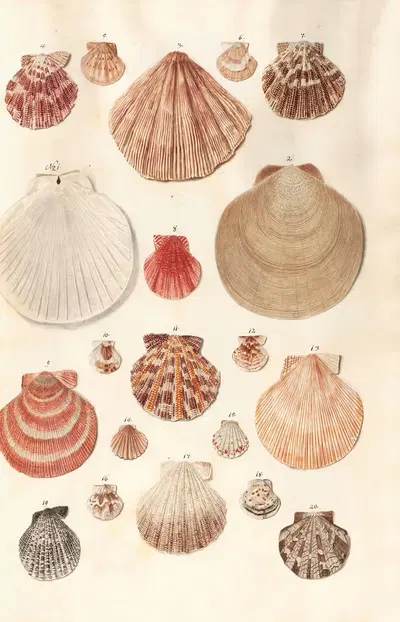 Shells from the collection of the Dukes of Württemberg Pl.46 by Johann Gustav Hoch, 1800 — digital art print download