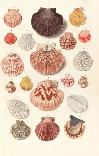 Shells from the collection of the Dukes of Württemberg Pl.47 by Johann Gustav Hoch, 1800 — digital art print download