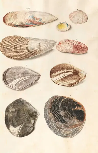 Shells from the collection of the Dukes of Württemberg Pl.48 by Johann Gustav Hoch, 1800 — digital art print download