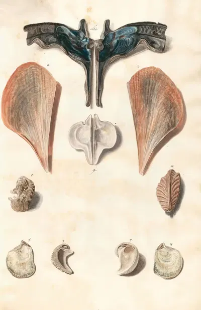 Shells from the collection of the Dukes of Württemberg Pl.50 by Johann Gustav Hoch, 1800 — digital art print download
