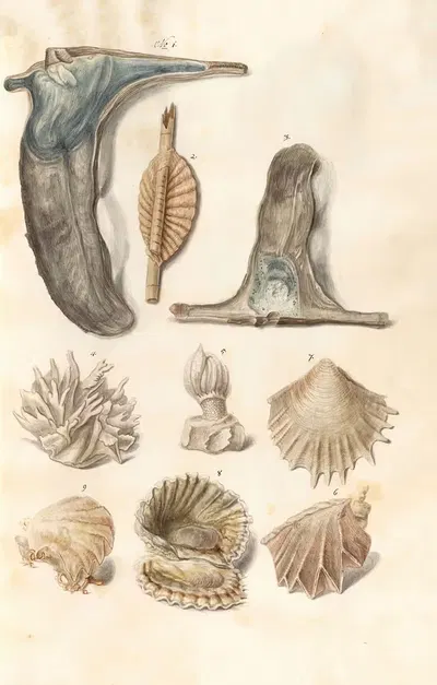 Shells from the collection of the Dukes of Württemberg Pl.51 by Johann Gustav Hoch, 1800 — digital art print download