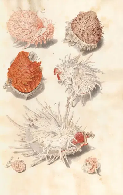 Shells from the collection of the Dukes of Württemberg Pl.52 by Johann Gustav Hoch, 1800 — digital art print download