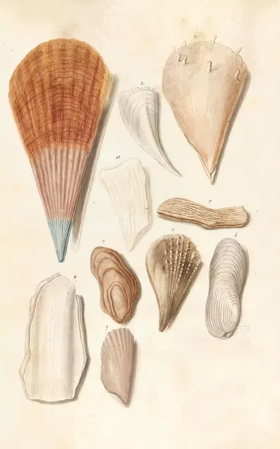 Shells from the collection of the Dukes of Württemberg Pl.53 by Johann Gustav Hoch, 1800 — digital art print download