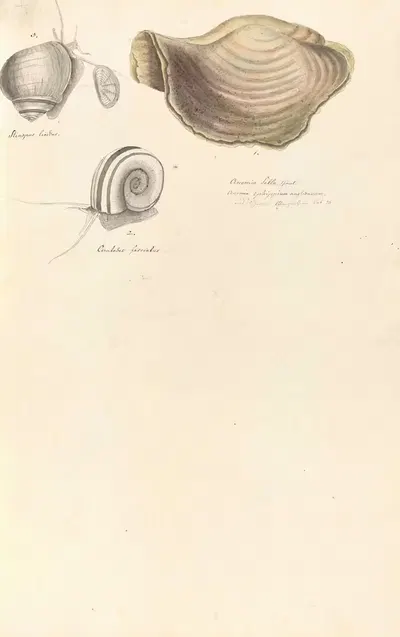 Shells from the collection of the Dukes of Württemberg Pl.55 by Johann Gustav Hoch, 1800 — digital art print download