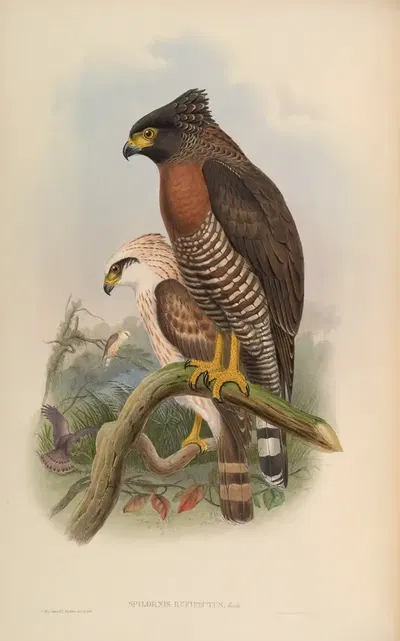 Rufous-breasted Spilornis (Spilornis rufipectus) by John Gould, 1850-1883 — digital art print download