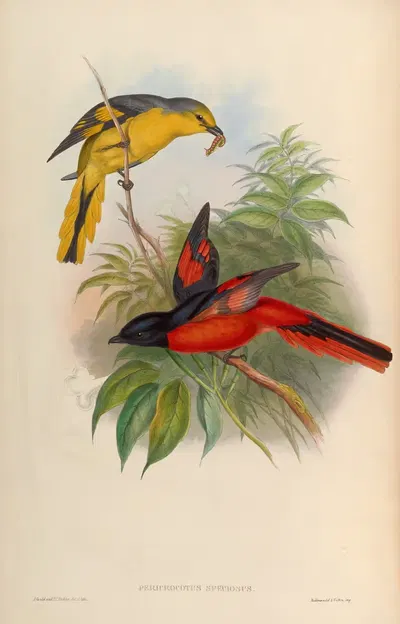 Great Pericrocotus (Pericrocotus speciosus) by John Gould, 1850-1883 — digital art print download