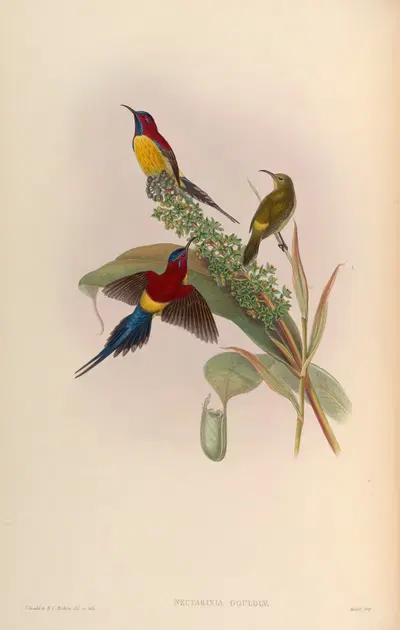Mrs Gould’s Sun-bird (Nectarinia Gouldiae) by John Gould, 1850-1883 — digital art print download
