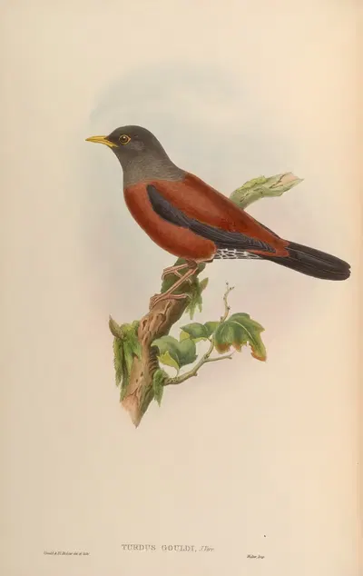 Gould’s Thrush (Turdus Gouldi) by John Gould, 1850-1883 — digital art print download
