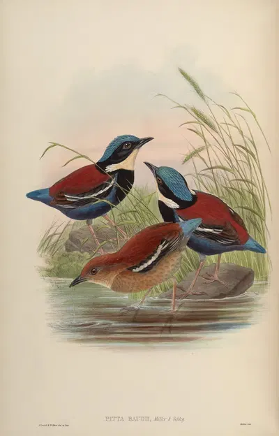 Red-backed Pitta (Pitta Baudii) by John Gould, 1850-1883 — digital art print download