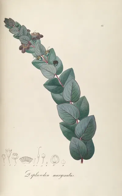 Diplusodon marginatus by Johann Baptist Emanuel Pohl, 1827 — digital art print download