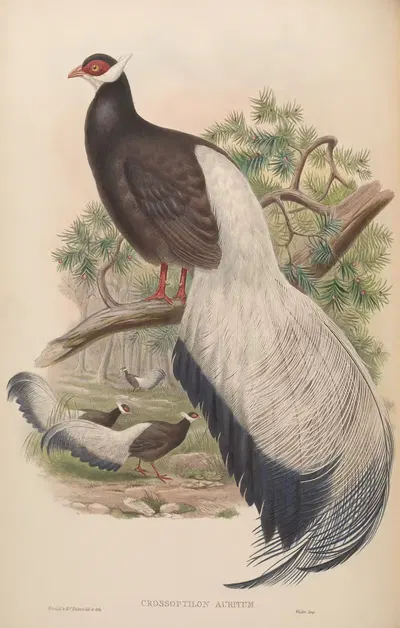 Chinese Crossoptilon (Crossoptilon auritum) by John Gould, 1850-1883 — digital art print download