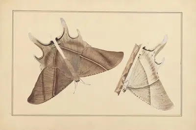 Lepidopteres et chenilles du tonkin Pl.01 by P. Bayard, 1880 — digital art print download