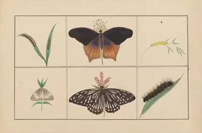 Lepidopteres et chenilles du tonkin Pl.02 by P. Bayard, 1880 — digital art print download