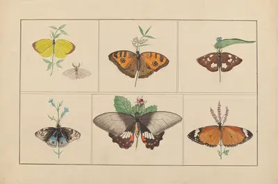 Lepidopteres et chenilles du tonkin Pl.03 by P. Bayard, 1880 — digital art print download