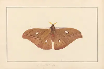 Lepidopteres et chenilles du tonkin Pl.04 by P. Bayard, 1880 — digital art print download