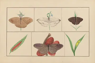 Lepidopteres et chenilles du tonkin Pl.05 by P. Bayard, 1880 — digital art print download