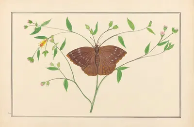 Lepidopteres et chenilles du tonkin Pl.07 by P. Bayard, 1880 — digital art print download