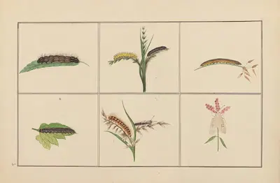 Lepidopteres et chenilles du tonkin Pl.08 by P. Bayard, 1880 — digital art print download